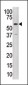 KAT5 / Tip60/HTATIP Antibody (C-term)